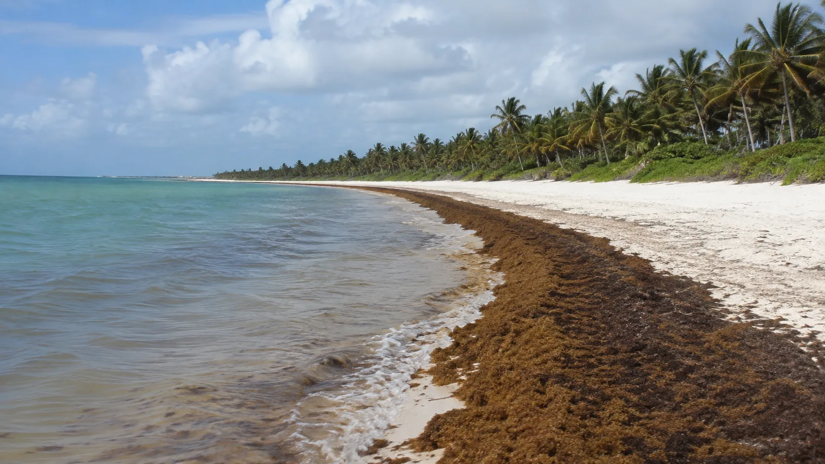 Brown sargassum seaweed washed up in a band along the tide line of a Caribbean beach